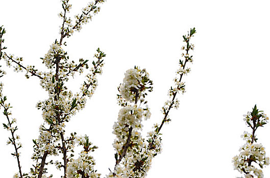 李花绽放美美丽拍摄花花卉花朵植物种植绽放李李花白色