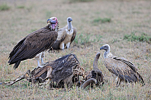 秃鹰,死,蓝色,角马,腐肉,马赛马拉国家保护区,肯尼亚,非洲