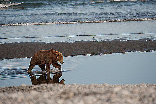 科迪亚克熊,棕熊,觅食,水中,海岸,阿拉斯加,美国