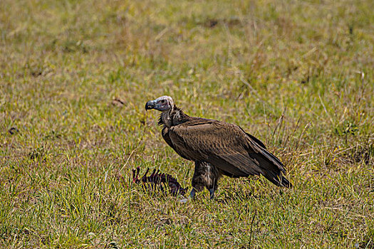 肯尼亚马赛马拉国家公园秃鹫