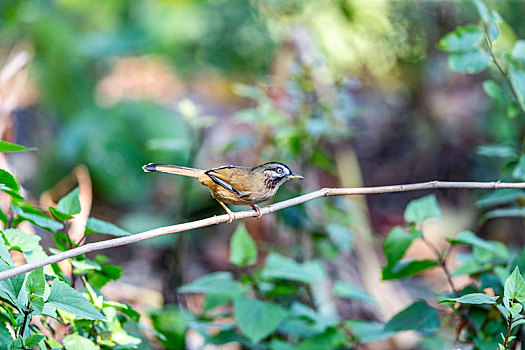 生活在中国西南阔叶林带森林中的灰翅噪鹛鸟