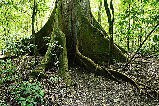 热带雨林,哥斯达黎加,中美洲