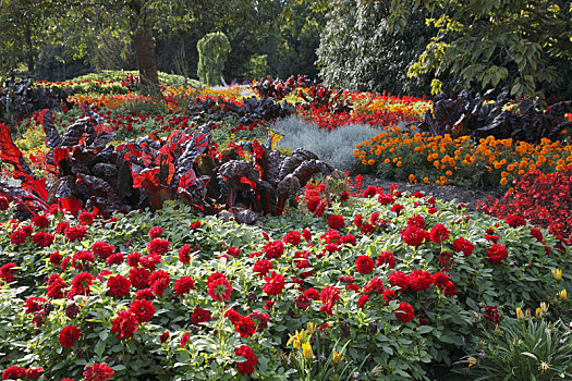红色,夏天,花坛,火山,大丽花,万寿菊