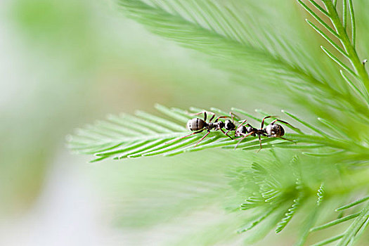 蚂蚁,植物