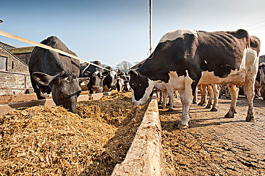 生活,牛,黑白花牛,弗里斯兰奶牛,乳业,牧群,母牛,青贮,槽,英格兰,英国,欧洲