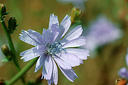 花,野外,菊苣,户外