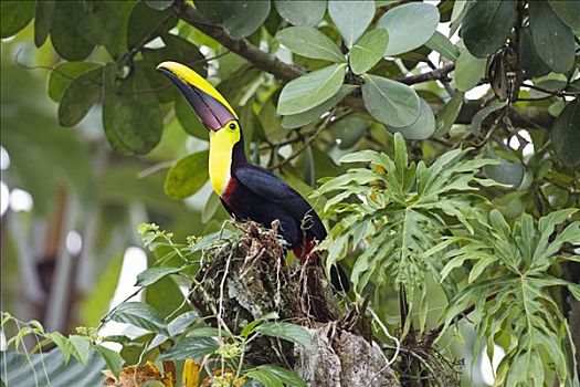 巨嘴鸟,树,哥斯达黎加