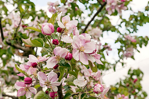 花,苹果树,枝条,春天