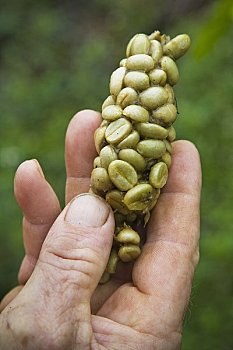 手,咖啡豆,猫,排泄物,苏门答腊岛,印度尼西亚