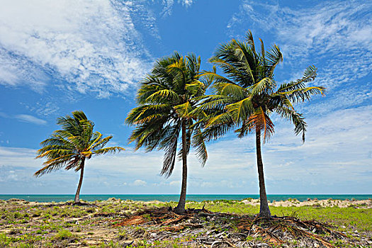 椰树,海岸,夏天,皇后区,海滩,昆士兰,澳大利亚