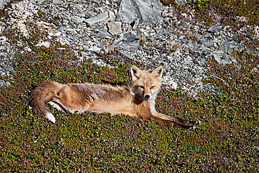 红狐,狐属,阳光,岩石,山,鹅,小湾,纽芬兰,加拿大