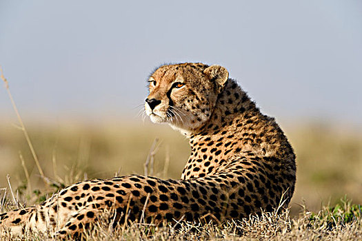印度豹,猎豹,山,马赛马拉国家保护区,肯尼亚,非洲