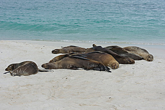 睡觉,加拉帕戈斯,海狮,加拉帕戈斯海狮,西班牙岛,加拉帕戈斯群岛,厄瓜多尔,南美