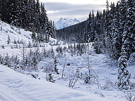 树,积雪,风景,玛琳湖,碧玉国家公园,艾伯塔省,加拿大