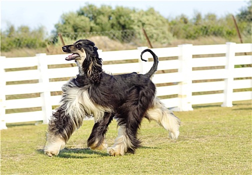 阿富汗猎犬