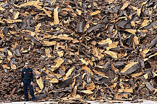 栓皮栎,西班牙栓皮栎,树皮,工厂,一堆,处理,跟随,埃斯特雷马杜拉,西班牙