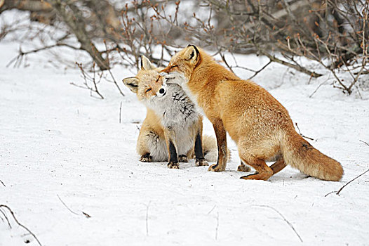 求爱,北方,狐狸