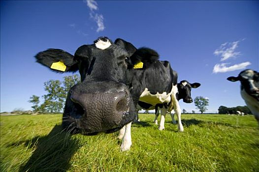 乳业,母牛,草地,乌瑟多姆岛,德国