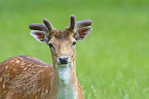 雄性,扁角鹿,黇鹿,夏天,巴伐利亚,德国
