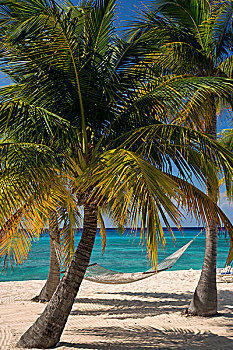 棕榈树,吊床,海滩,大开曼岛,开曼群岛,西印度群岛