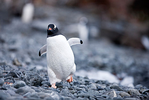 巴布亚企鹅,南极半岛,南极