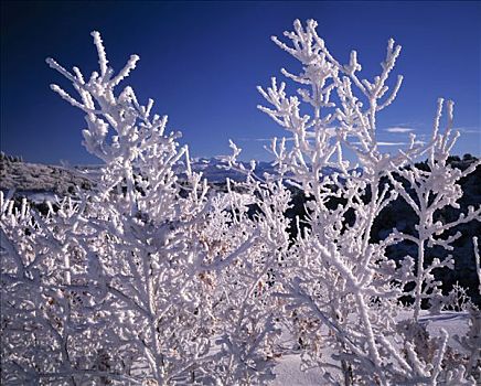 冰,橡树,梅萨维德国家公园,科罗拉多