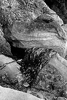 海草,石头,静物,州立公园,华盛顿