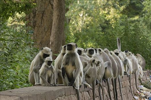 哈奴曼,叶猴,长尾叶猴,群,坐,石墙,户外,拉贾斯坦邦,印度