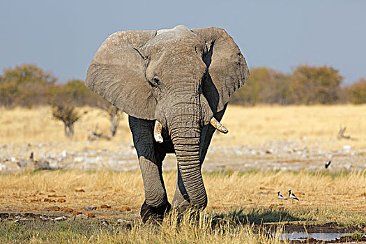 非洲,灌木,大象,非洲象,纳米比亚