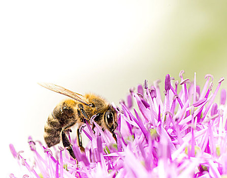 蜜蜂,花粉,巨大,洋葱,花