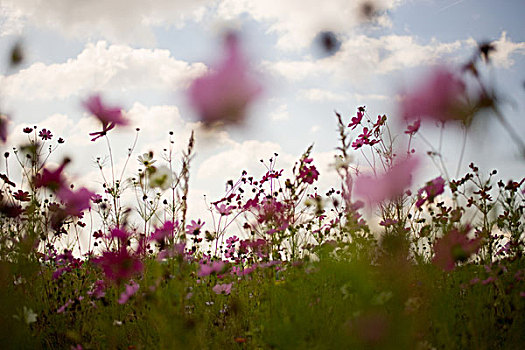 草地,粉色,野花
