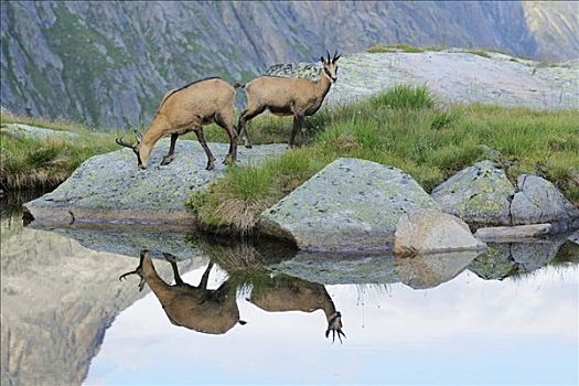 岩羚羊,臆羚,反射,高山湖