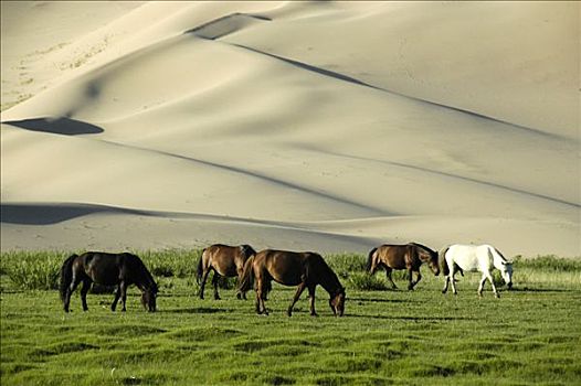 放牧,马,正面,沙丘,戈壁沙漠,国家公园,蒙古