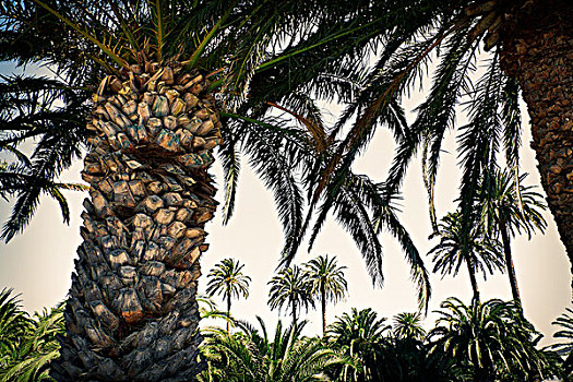 巨大,棕榈树