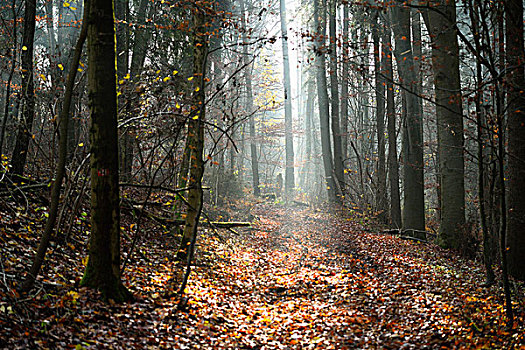 风景,混交林,秋天,晴天,普拉蒂纳特,巴伐利亚,德国