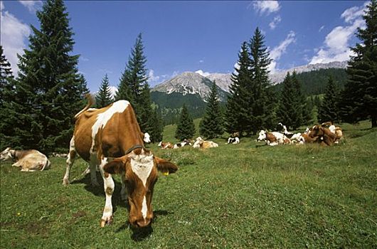 母牛,山谷,靠近