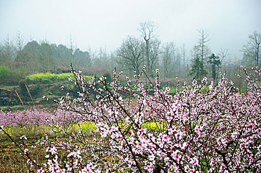 桃花景色