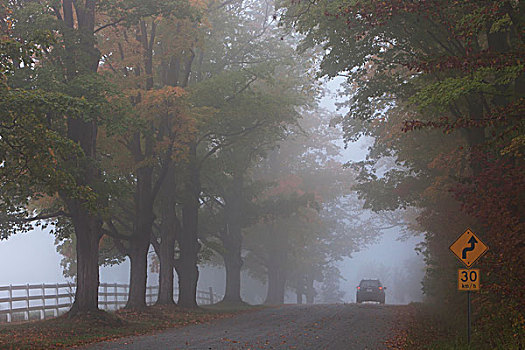 乡间小路,雾状,下午,靠近,安大略省,加拿大