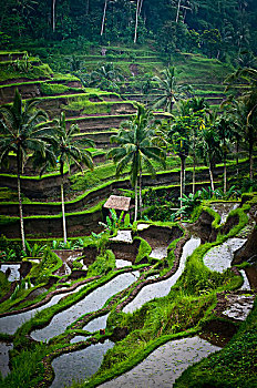 风景,稻米梯田,乌布,巴厘岛,印度尼西亚