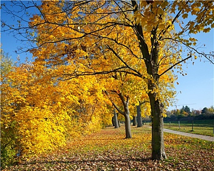 彩色,秋天,枫树