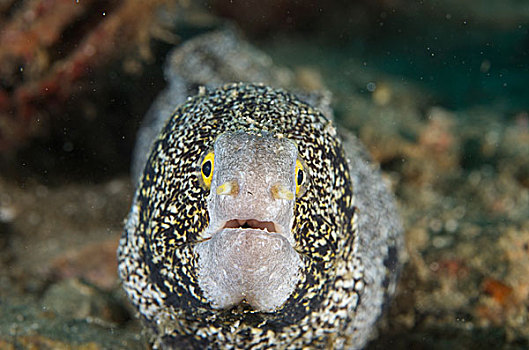 海鳗,安汶,印度尼西亚