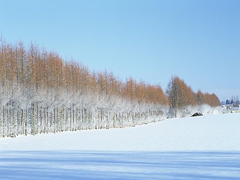 风障,树,雪原