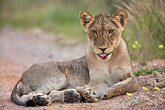 非洲狮,狮子,卡拉哈迪大羚羊国家公园,博茨瓦纳