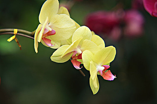 蘭花,蝴蝶蘭