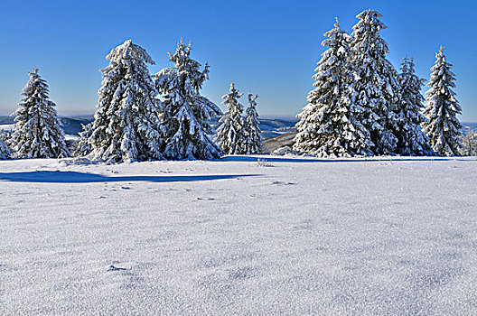 冬季风景,云杉,雪,白霜,北莱茵威斯特伐利亚,德国,欧洲