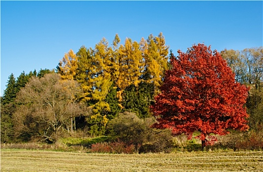 秋天,风景,彩色,树,草地
