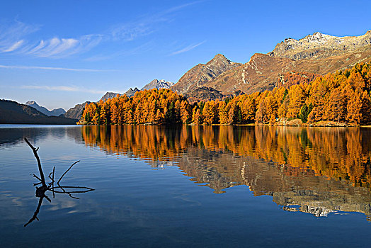 秋天,落叶松属植物,树林,恩格达恩,瑞士,欧洲