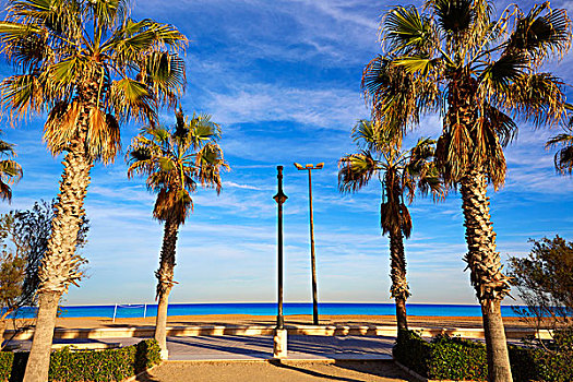 瓦伦西亚,海滩,棕榈树,散步场所,西班牙
