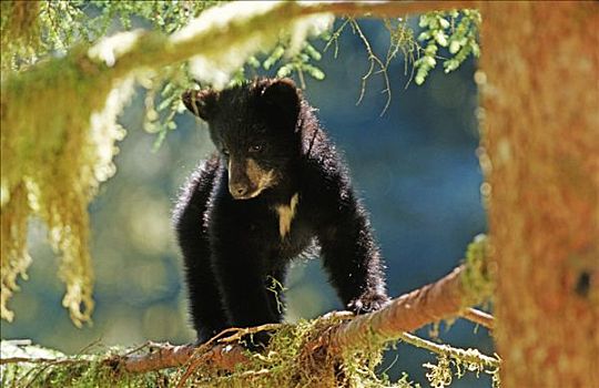 年轻,美洲黑熊,幼兽,通加斯国家森林,东南阿拉斯加,美国