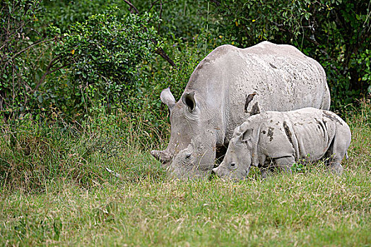 白犀牛,女性,幼兽,纳库鲁湖国家公园,肯尼亚,非洲